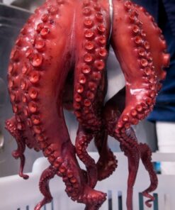 MeriPul - 深海冷凍八爪魚鬚